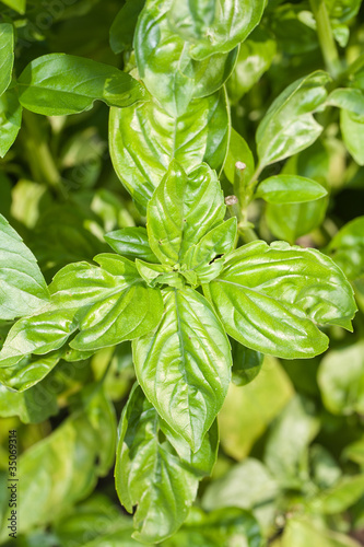 Photo: Basil Basil