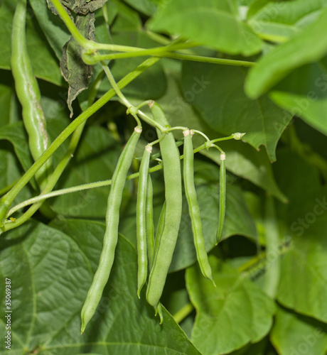 Photo: Pole Beans Pole Beans