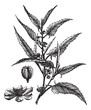 Jute or Corchorus capsularis or Corchorus olitorius vintage engr