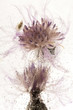 Photo: Frozen flowers. blossoms in the ice cube Frozen flowers. blossoms in the ice cube