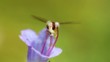 Schwebfliege auf Distel_02