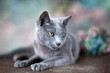 Russisch Blau