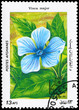 AFGHANISTAN - CIRCA 1985 Vinca