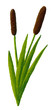 Illustration of the Bulrush