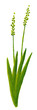 Blade of grass