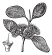 Bell-fruited Mallee or Eucalyptus preissiana, vintage engraving Bell-fruited Mallee or Eucalyptus preissiana, vintage engraving