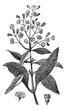 Photos : Allspice or Jamaica Pepper or Kurundu or Myrtle Pepper or Piment
