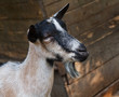 Portrait of a farm billy goat