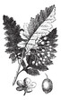 White Ash or Fraxinus americana vintage engraving White Ash or Fraxinus americana vintage engraving