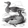 Gadwall or Anas strepera vintage engraving