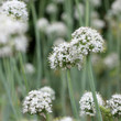 meadow of flowering garlic. natural background meadow of flowering garlic. natural background