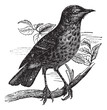 Thrush itself (Turdus musicus) or Redwing vintage engraving