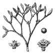 White mistletoe (Viscum album)  or European mistletoe vintage en