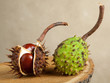 Horse chestnuts