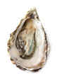 Close-up view of opened oyster