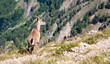 Bouquetin en montagne Bouquetin en montagne