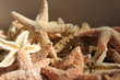 étoiles de mer