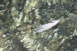 plume de mer