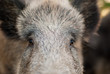 Photo en ligne au meilleur prix Wild boar close-up portrait