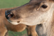 Deer close-up portrait