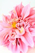 pink dahlia flower on white close-up pink dahlia flower on white close-up