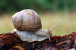 snail