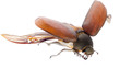 scarab may beetle scarab may beetle