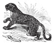 Felis leopardus, vintage engraving