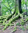 Verwurzelt