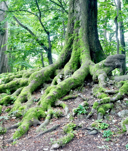 Photo: Verwurzelt Verwurzelt