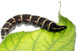 caterpillar caterpillar