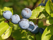 Schlehdorn - Prunus spinosa