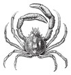 European spider crab or Maja squinado vintage engraving