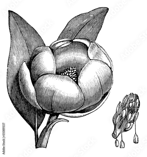 Vector: Sweetbay magnolia or Magnolia virginiana vintage engraving Sweetbay magnolia or Magnolia virginiana vintage engraving