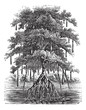 Mangrove or Mangal vintage engraving