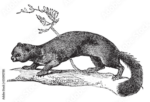 Vector: European Pine Marten or Martes martes vintage engraving European Pine Marten or Martes martes vintage engraving