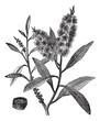 Tea Tree Oil has white wood (Melaleuca Leucadendron), vintage en