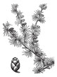 Tamarack (Larix Americana) or Hackmatack, vintage engraving