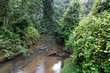 Rivière dans la forêt tropicale Rivière dans la forêt tropicale