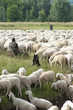 gregge di pecore gregge di pecore