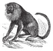 Ursine Howler or Alouatta arctoidea, vintage engraved illustrati