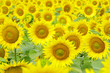 sunflowers