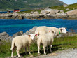 Norway landscape Norway landscape