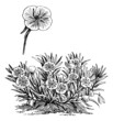 Oenothera missouriensis or Missouri Evening Primrose or Ozark Su
