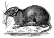 Ondatra, Fiber zibethicus or Muskrat, vintage engraving