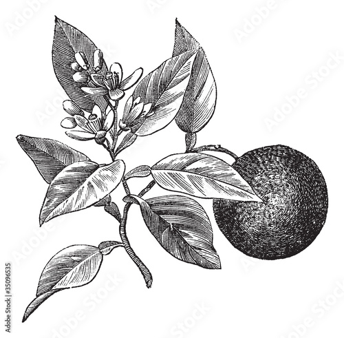 Vector: Sweet orange or Citrus aurantium, isolated on white, vintage eng Sweet orange or Citrus aurantium, isolated on white, vintage eng
