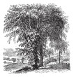 American elm or Ulmus Americana, vintage engraving American elm or Ulmus Americana, vintage engraving