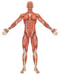 Illustration: Male Muscular Anatomy Front View Male Muscular Anatomy Front View