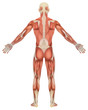 Illustration: Male Muscular Anatomy Rear View Male Muscular Anatomy Rear View