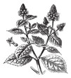 Patchouli or Pogostemon cablin, vintage engraving